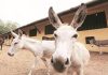 indias donkey population declines gujarati news - Trishul News Gujarati