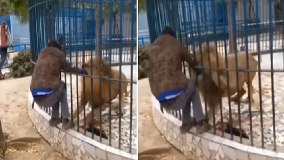 the man put his hand in the lions cage you will be shocked to see what happened after that.1 - Trishul News Gujarati Park Hen Zoo, Senegal, social media, વિડીયો, સિંહ