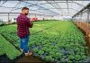 now you can also grow vegetables without soil know what is hydroponic farming - Trishul News Gujarati