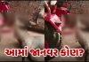 sticks rained on the nilgai till the last breath if peace is not found even after taking life trishulnews - Trishul News Gujarati