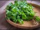 as well as keeping the heart healthy green coriander also helps in proper digestion - Trishul News Gujarati