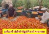 tomato farming profit maharashtra farmers earn 18 lakh rupees in 4 month by cultivating tomato agriculture - Trishul News Gujarati Gandhinagar, Kolwada, murder