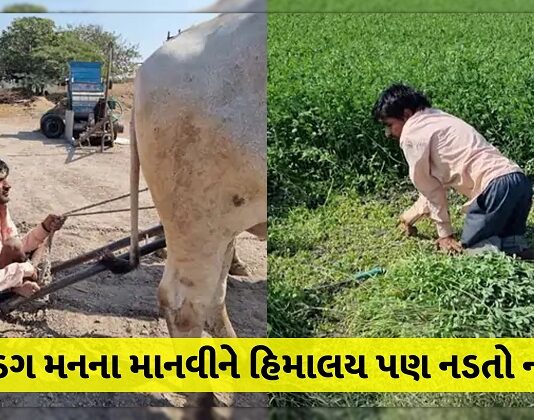divyang youth became self sufficient by farming srinagar village porbandar trishulnews - Trishul News Gujarati