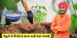 these bio fortified varieties of icar are a better alternative to conventional farming increasing the income of farmers - Trishul News Gujarati