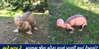 where was the creature with a mouth like a man seen - Trishul News Gujarati