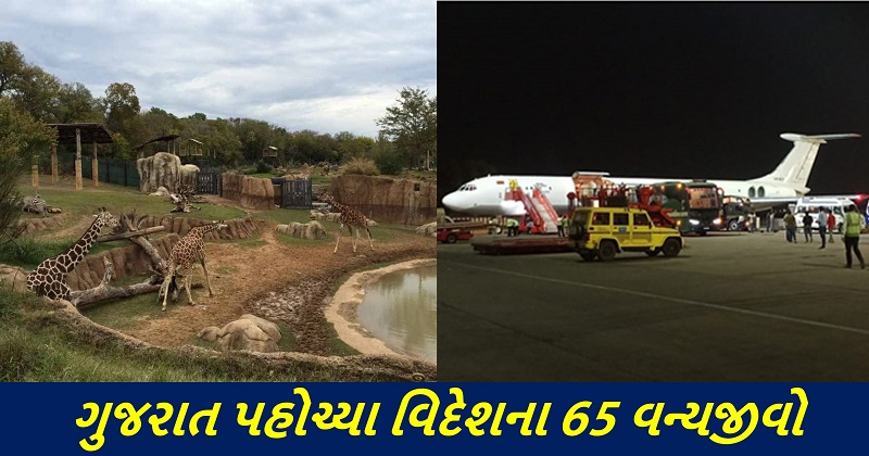 65-wild-animals-from-abroad-reached-gujarat - Trishul News Gujarati