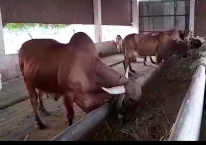 Cow Farming Mahendrabhai Raval