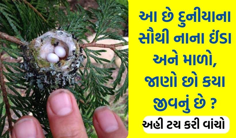 હમિંગબર્ડ hummingbird